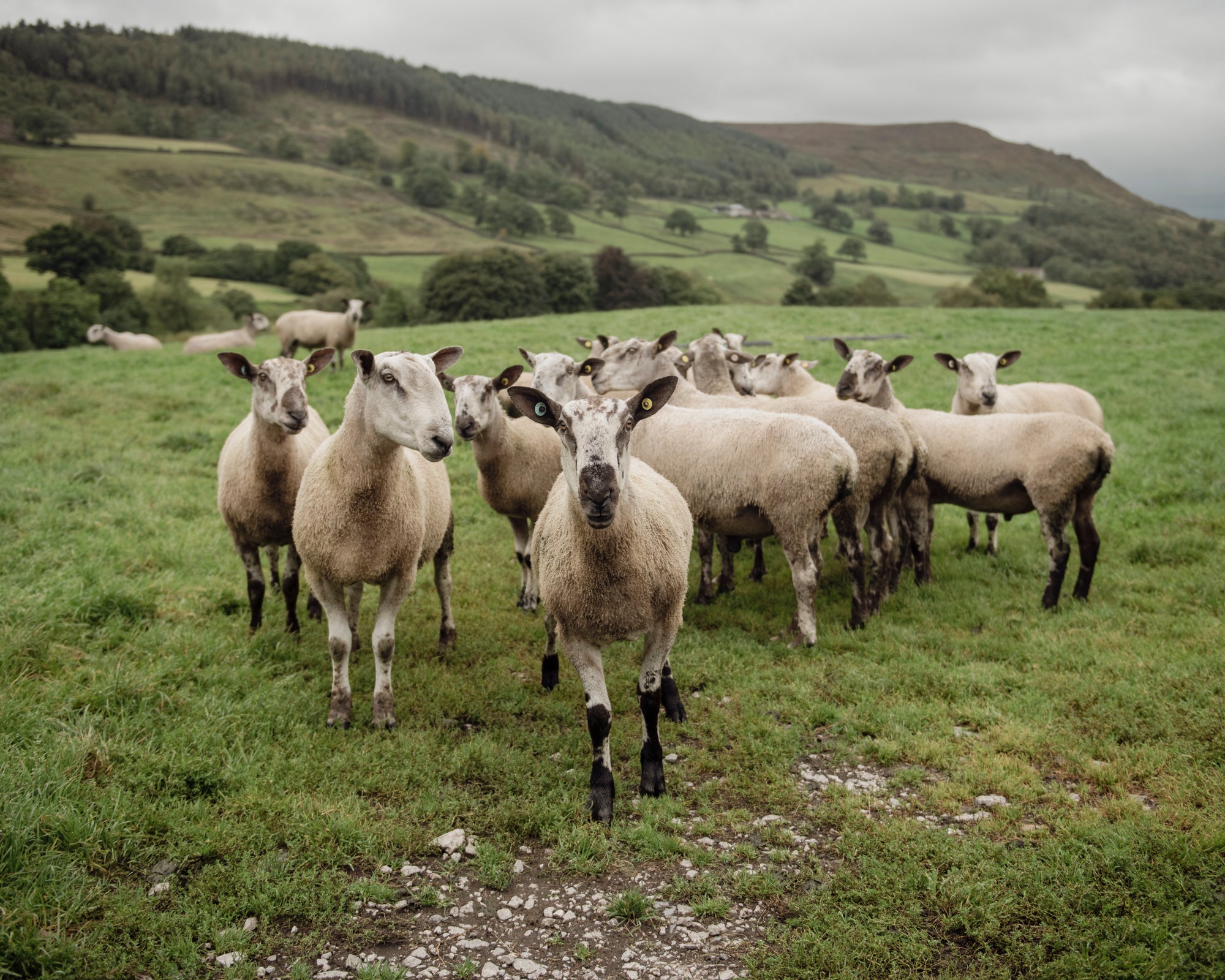 Bluefaced Leicester vs Merino