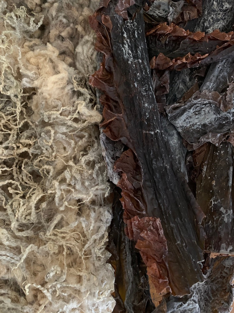 Image of dried wild sugarkelp seaweed and greasy bluefaced leicester fleece