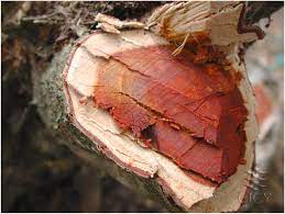 Plant Dye Logwood